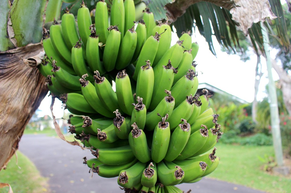 香蕉 （图片来源 pixabay）