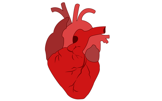 哈佛大学研发活的人体心脏模型 希望之声