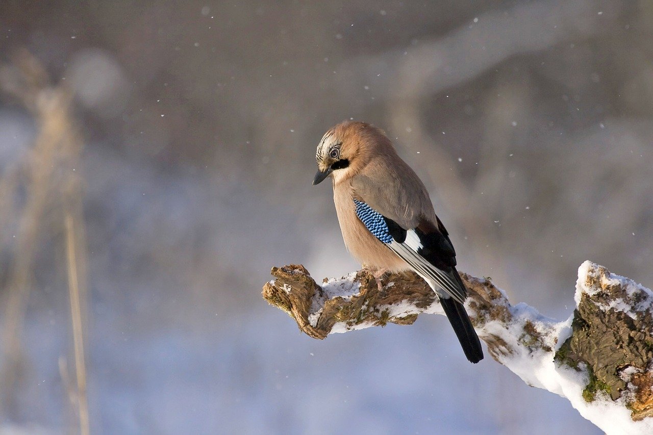 小雪（pixabay）