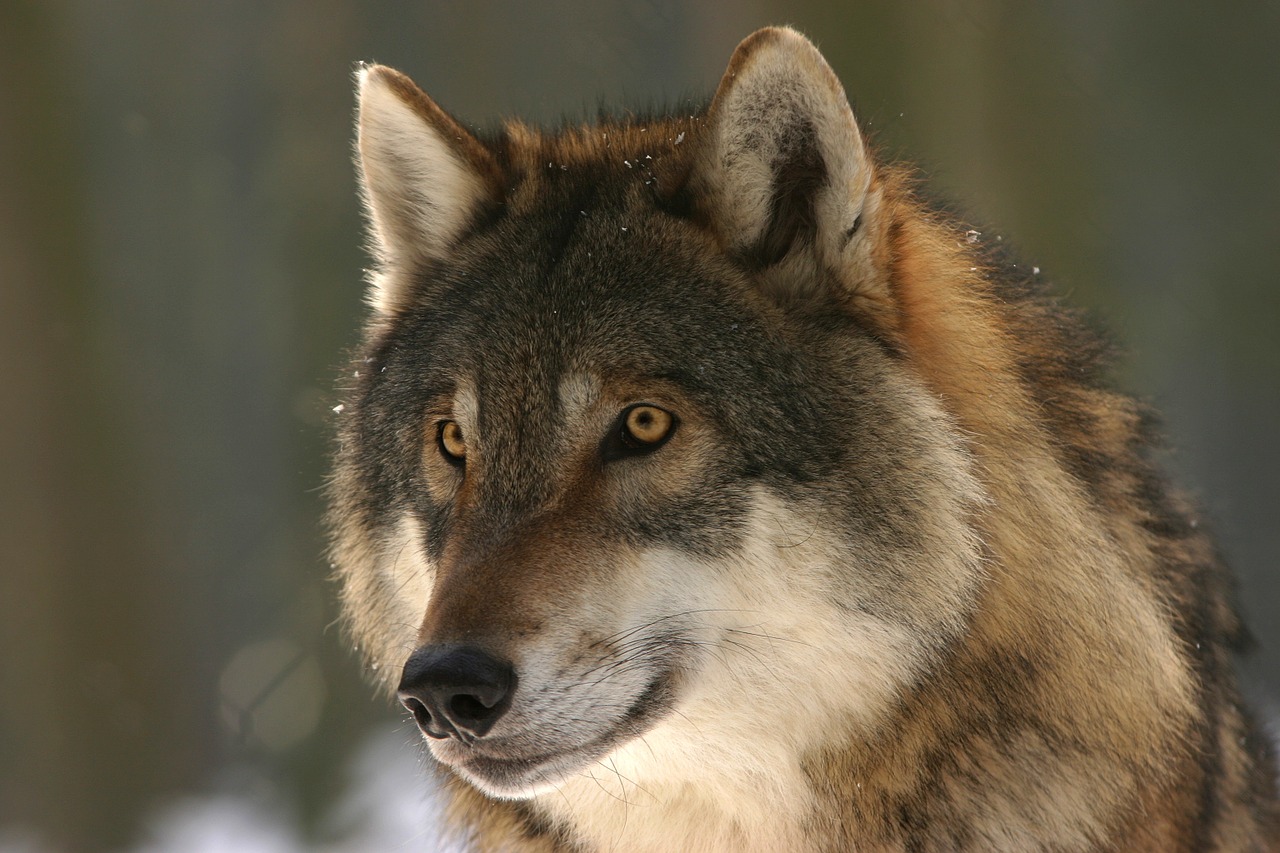 一匹懂”人性”的狼 可能颠覆你我先前的认知– 美国黄石公园护林员的观察