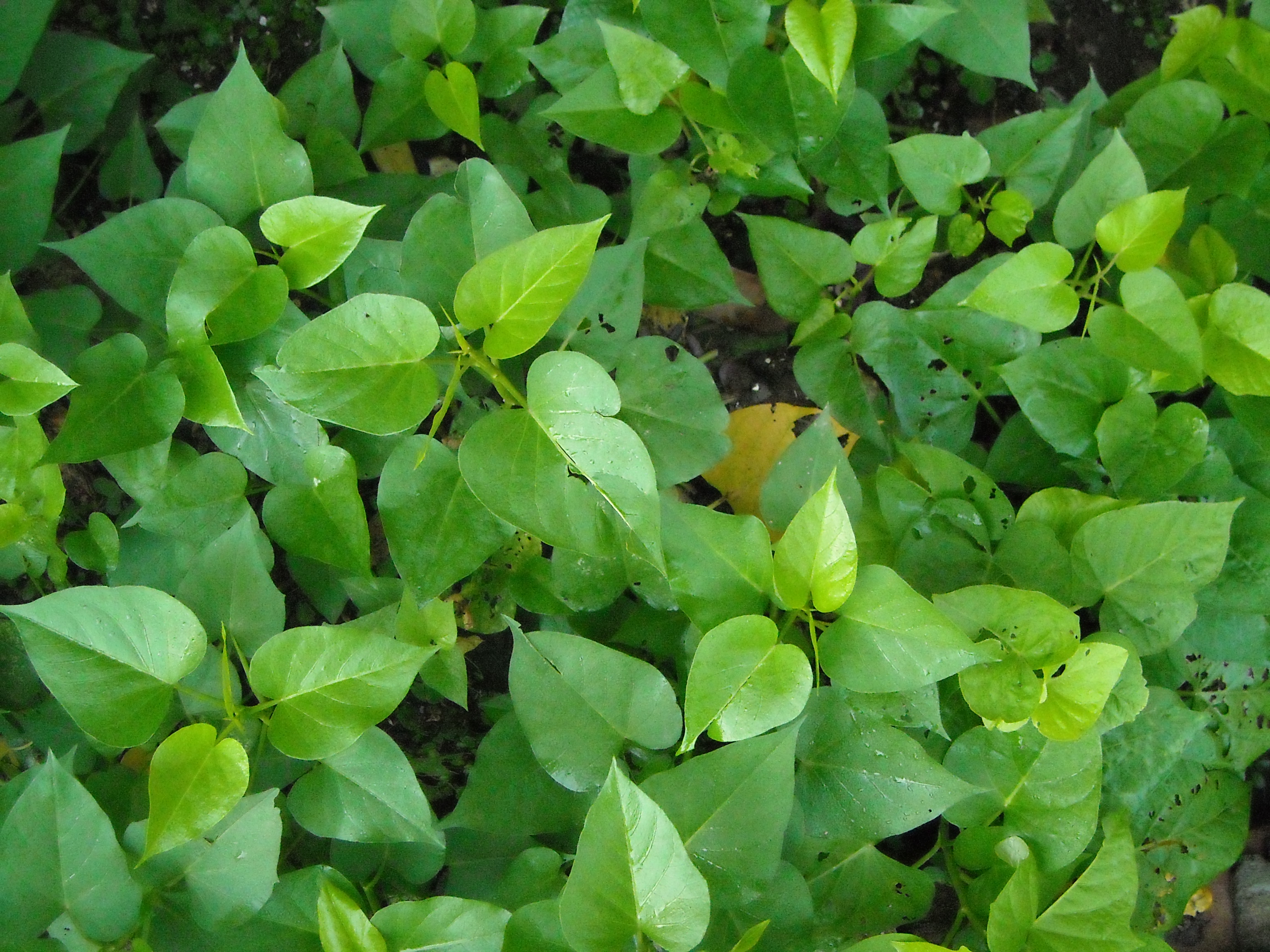 春天的治病野菜 第八种你见过没 车前草 治病野菜 香椿 吃野菜 健脑食物 番薯叶 希望之声