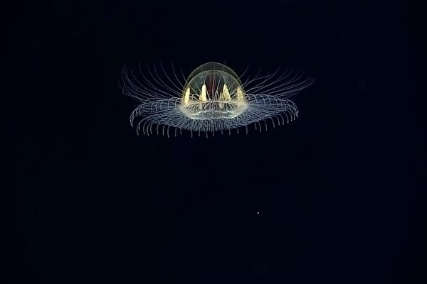 奇特深海生物 Ufo形发光水母会走路的鱼 Ufo 深海 发光水母 会走路的鱼 希望之声