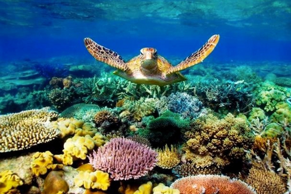 澳洲大堡礁大規模白化嚴重影響觀光產業| 大堡礁| 澳洲觀光業| 環境議題| 珊瑚礁| 希望之聲
