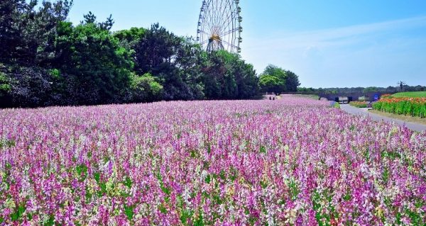 絕美 日本國家公園呈現藍色花海 禁聞網