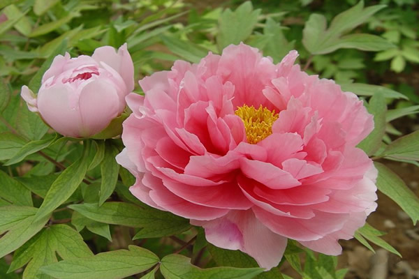 中国十大吉祥植物 中国传统名花 吉祥植物 植物象征意义 富贵花 希望之声