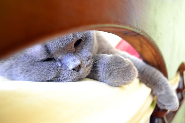 猫咪（图片来源：Pixabay）
