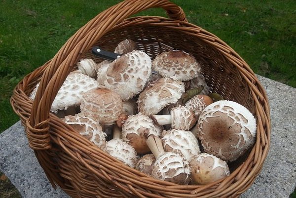 蘑菇（图片来源：Pixabay）