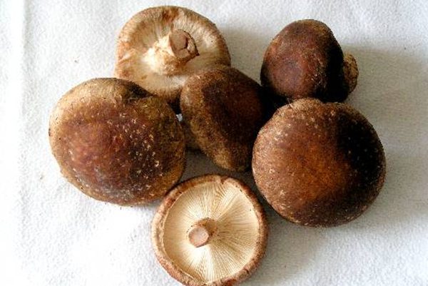 香菇（图片来源：维基百科）