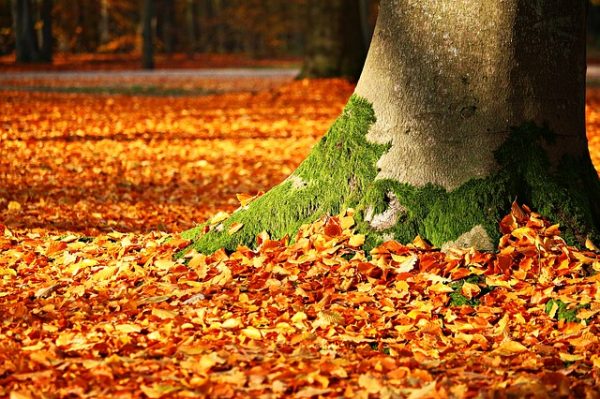 秋天（图片来源：Pixabay）