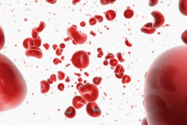 紅細胞（圖片來源：公共圖片）