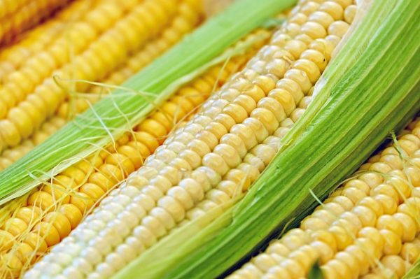 玉米（图片来源：Pixabay）