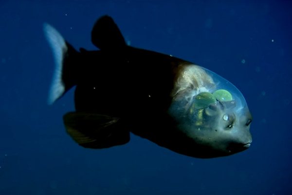 深海魚頭部透明引科學家討論 但最讓人驚訝的是 禁聞網