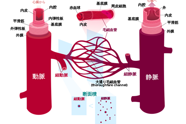 毛细血管（图片来源：维基百科）