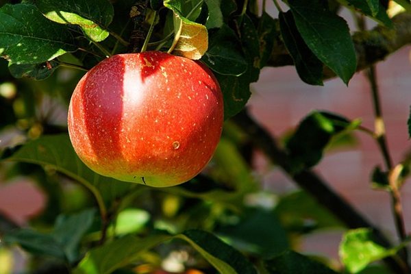蘋果（圖片來源：Pixabay））