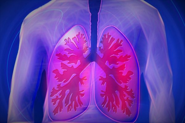 肺（圖片來源：Pixabay）