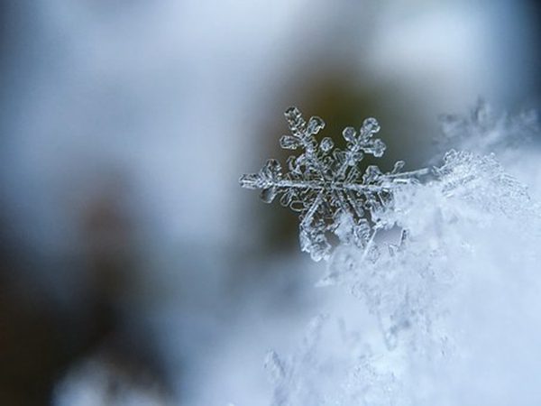 雪花究竟是什麼花？ （圖片來源：pixabay）