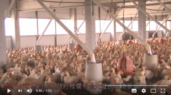 现在市场上的鸡肉几乎都是28天长大的激素鸡 （图片：youtube视频截图）