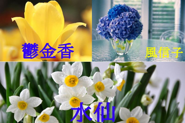 专家在线 如何种植郁金香水仙和风信子 开花 种植 水仙 发芽 许哥 郁金香 风信子 球茎 球根 抽高 希望之声