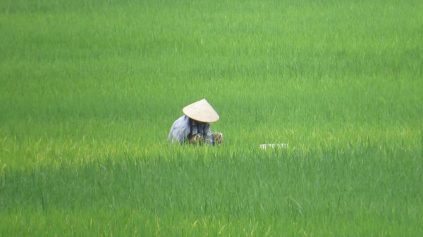 中国的耕地面积越来越少 （图片来源 pixabay）