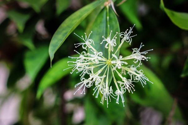 龙血树Surculosa ：植物是有感情的 （pixabay）