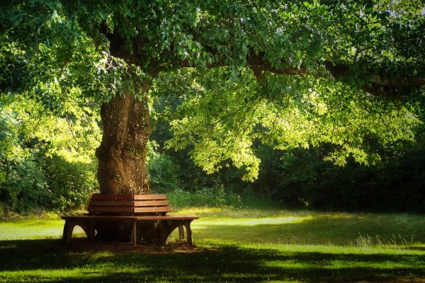 木、属木的时令：春季 （图片来源 pixabay）