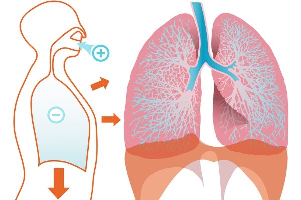 肺部示意图（图片来自pixabay)