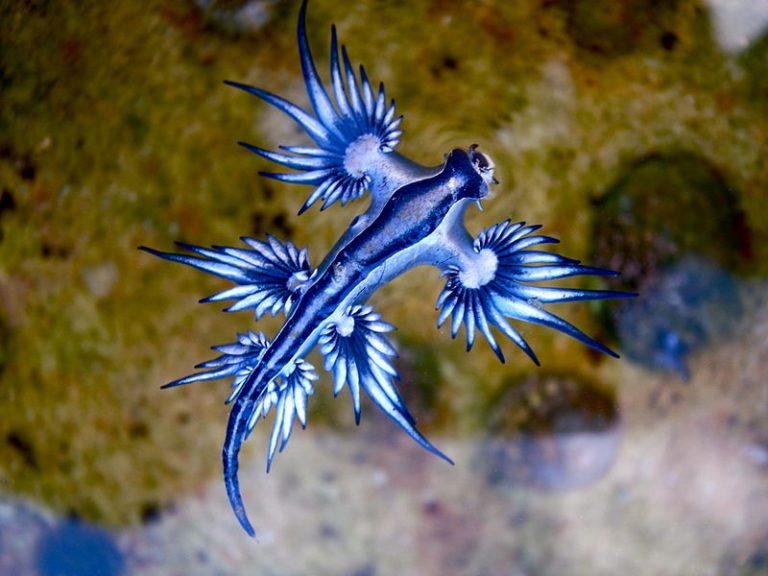 蓝海燕，大西洋海神海蛞蝓