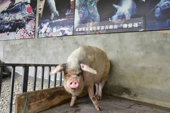猪坚强近况（网络图片）