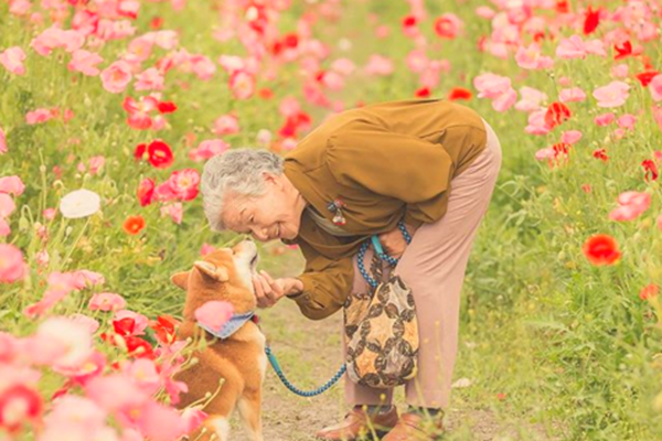 不要留下遗憾 日本摄影师拍下奶奶与柴柴的互动照 让回忆停在最美一刻 禁闻网