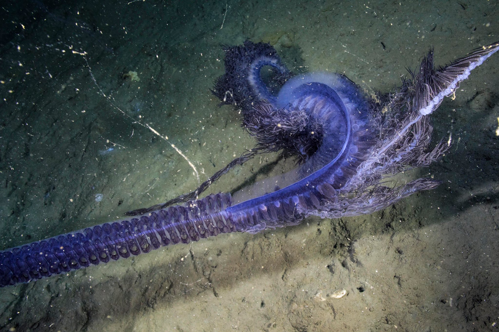 深海意外發現 紫色生物 竟如此超奇妙 深海 生物 紫色生物 管水母 探索船 Nautilus 希望之聲
