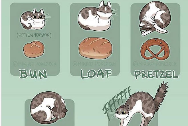 日本漫画猫主的灵感 猫咪与面包 禁闻网