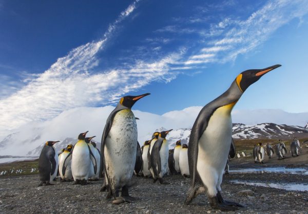 南極：可愛的企鵝 （圖片：Unsplash）