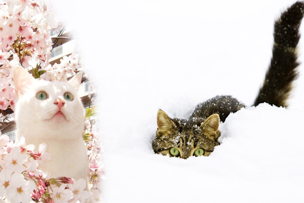 夏天花枝招展的猫咪冬天也不闲着不怕冷的到外面玩儿雪怕冷的 猫怕冷 猫冬天 猫怕热 猫怕冷还是怕热