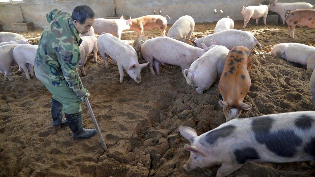 非洲猪瘟持续肆虐中国（美联社）