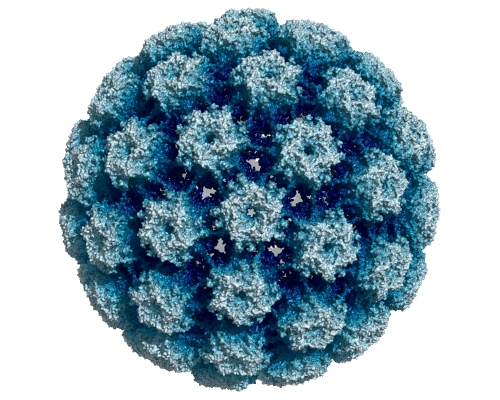 人乳頭瘤病毒（（HPV）(圖片：Opabinia regalis/WikimediaCommonsCC BY-SA 4.0)