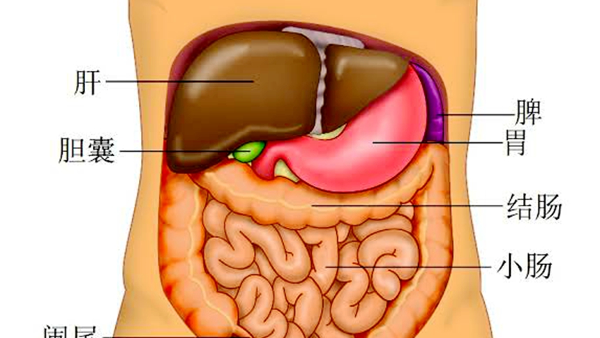 人体结构、肝脏、胃   (图片：Wikimedia)