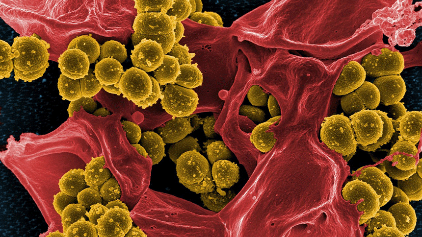 细菌（图片：pixabay）