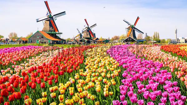 荷兰从明年1月起改名为“尼德兰”。（pixabay.com）