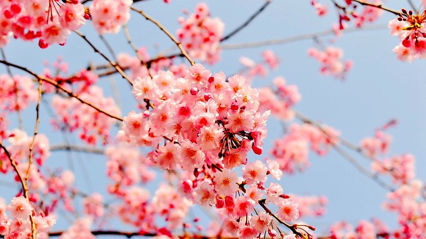 春天、桃花（圖片: pixabay） 