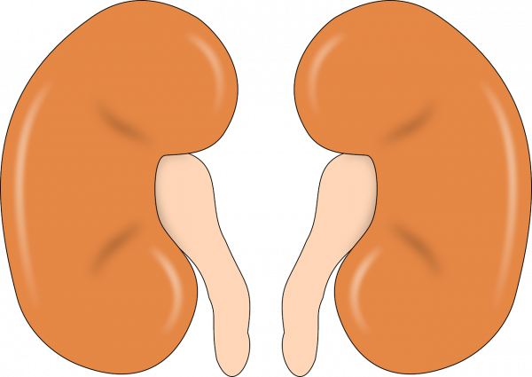  腎（pixabay）