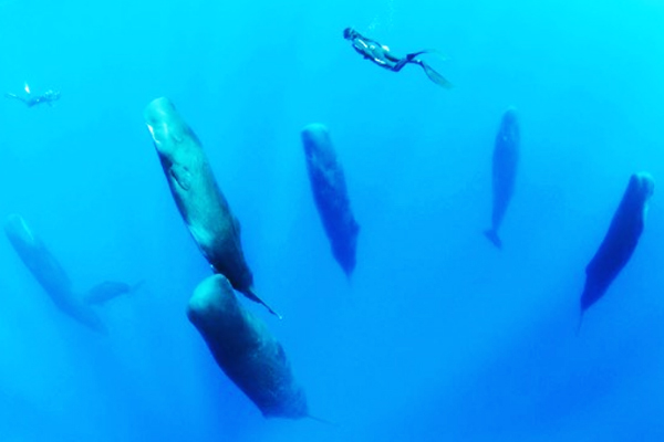 這不是飄着的草棍而是深海中睡覺的鯨魚來看動物們的奇特睡姿 動物睡眠 鯨魚睡覺 長頸鹿睡覺 希望之聲