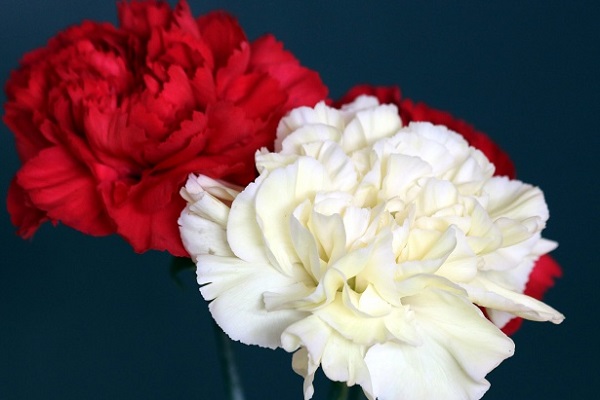 red-and-white-carnations.jpg