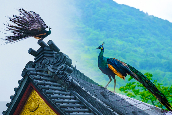 站在日本寺庙顶上开屏的孔雀 看起来就像是从天而降的 神鸟 孔雀 孔雀神鸟 孔雀日本 百鸟之王 孔雀赋 希望之声