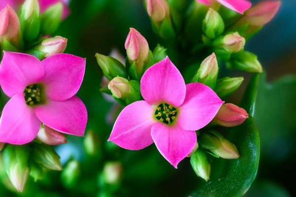 長壽花買回家 謹記三個字 開花一茬又一茬 花量大 生活 居家 長壽花 養護訣竅 希望之聲