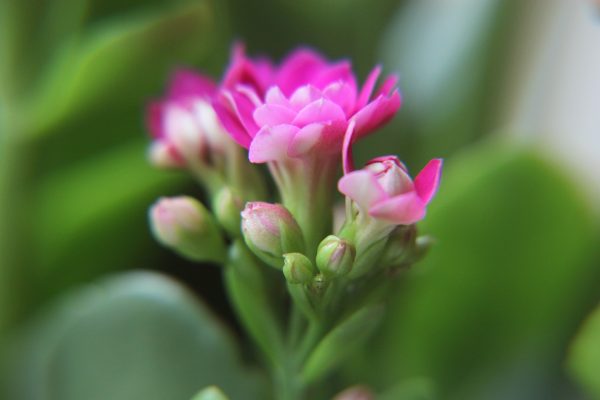 長壽花買回家 謹記三個字 開花一茬又一茬 花量大 生活 居家 長壽花 養護訣竅 希望之聲