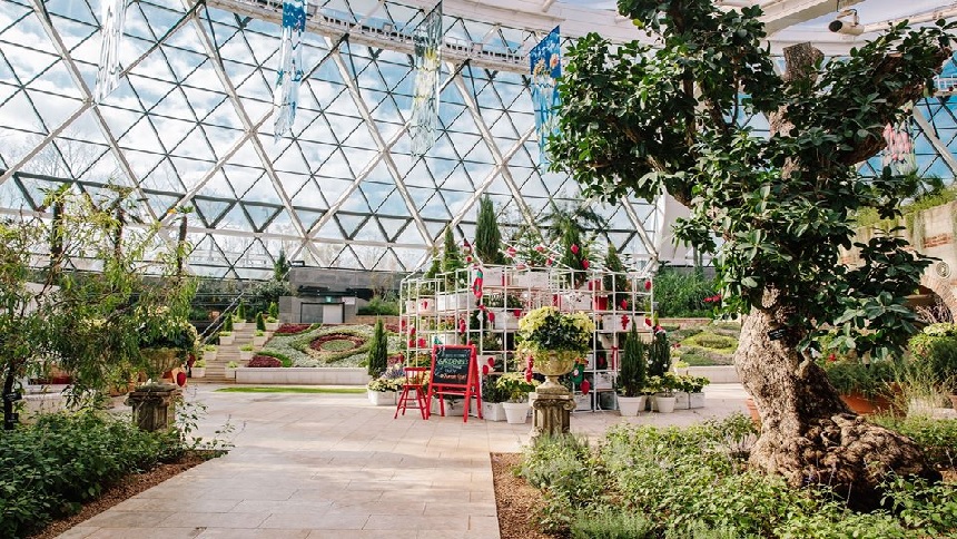 仙人掌地中海植物韩国四季如春的温室植物园 韩国 温室 植物园 希望之声