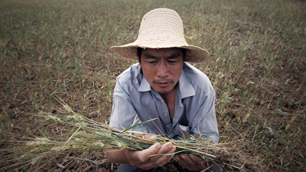 獨家 官方說糧食豐收民眾不信專家解密糧食管制新手法 洪災 中共病毒疫情 蝗災 糧食危機 胡春華 黑龍江 豐收 希望之聲