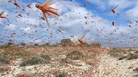 蝗蟲過境（圖片來源：視頻截圖）