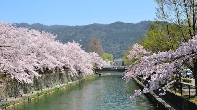 又到日本櫻花季今年賞櫻遊客人數暴跌 中共病毒 武漢肺炎 日本 櫻花 遊客 最大跌幅 希望之聲