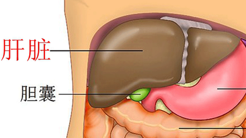 肝脏(Wikimedia)